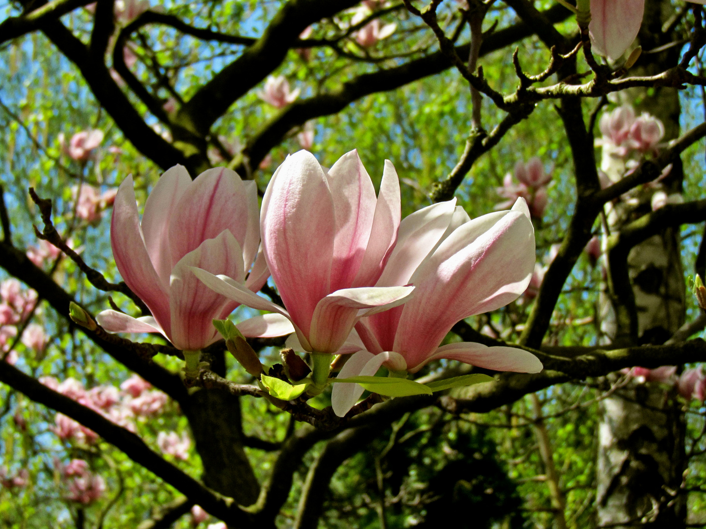 Trio Magnolia