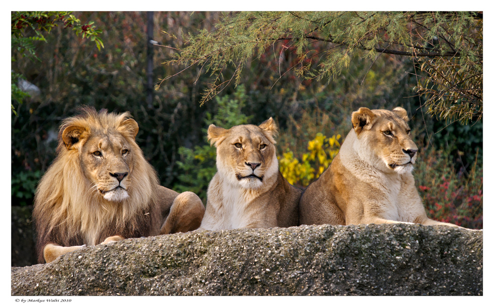 Trio mit 12 Pfoten