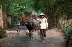 Trio mit Büffel, Vietnam