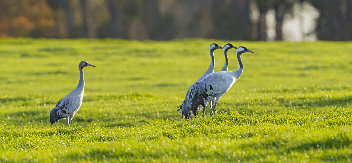 Trio mit Jungtier