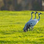 Trio mit Nachfolger