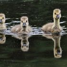 Trio mit Spiegelung