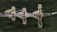 Trio mit Spiegelung