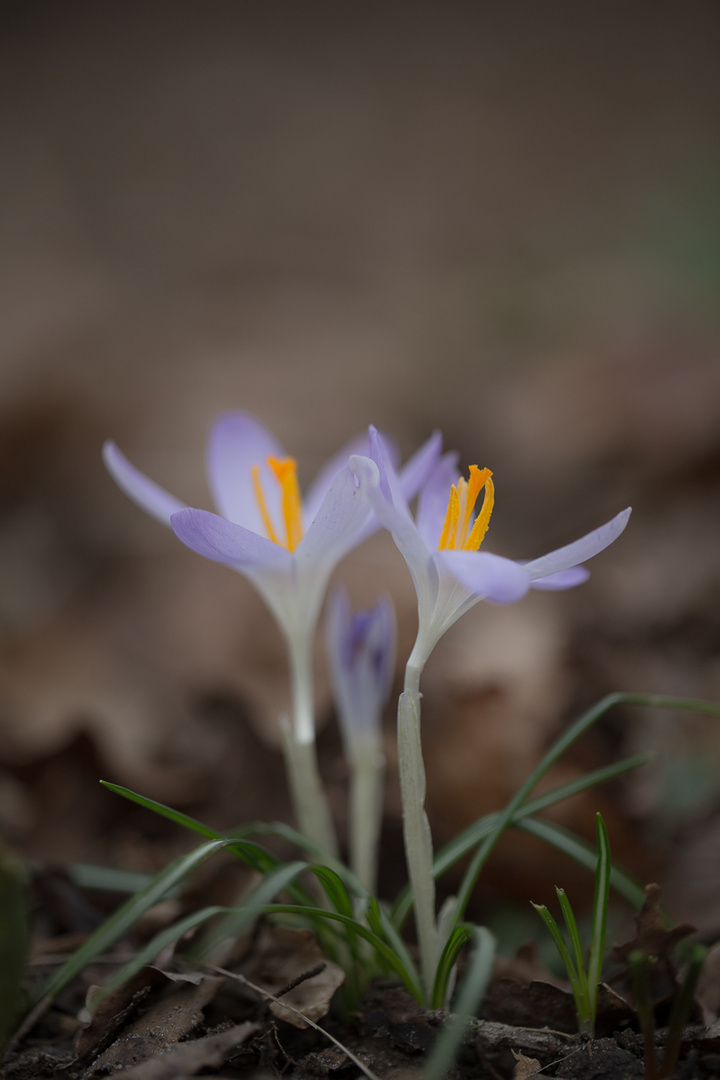 Trio nicht im Garten...