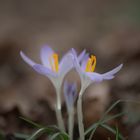 Trio nicht im Garten...