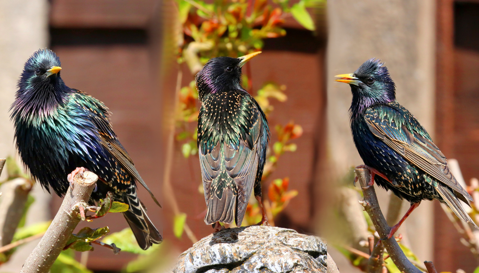 Trio of Iridescense.