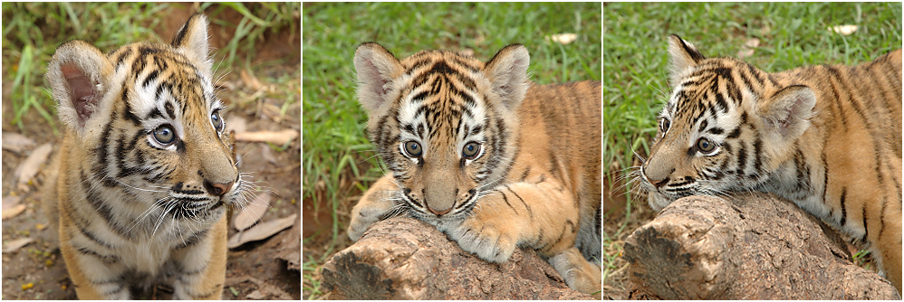 trio of tiger cubs