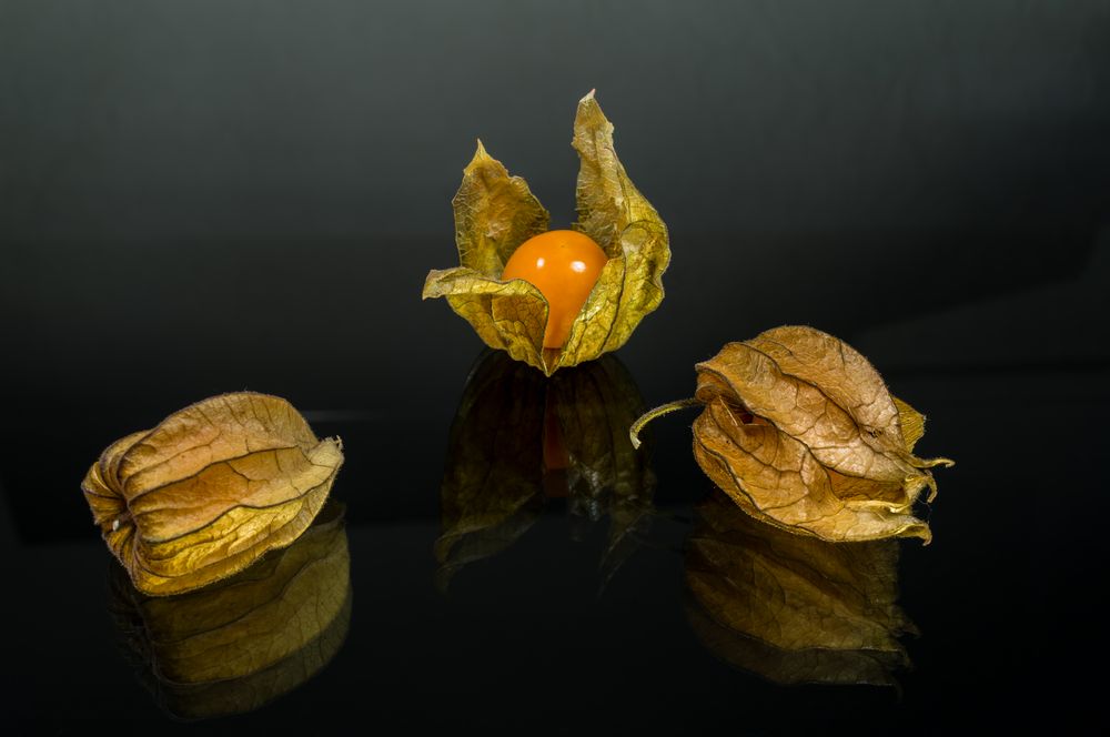 Trio Physalis