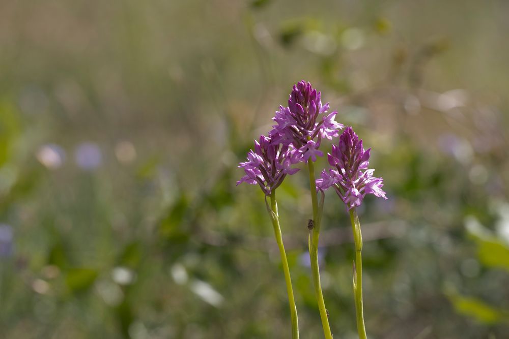 TRIO PYRAMIDILIS