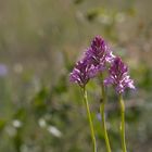 TRIO PYRAMIDILIS