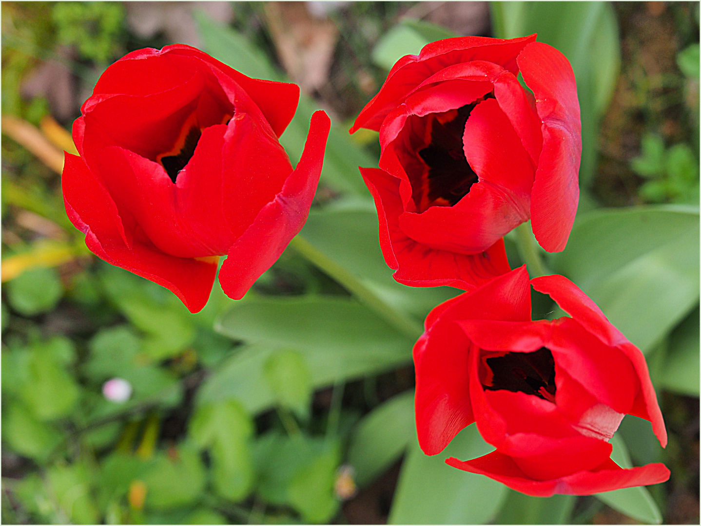 Trio rouge dans le jardin