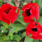 Trio rouge dans le jardin