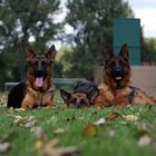 Trio Schäferhunde