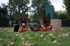 Trio Schäferhunde