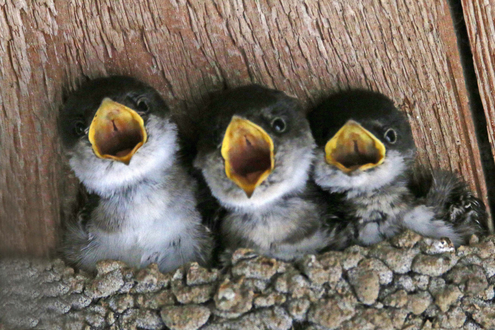 Trio Schwalbo 