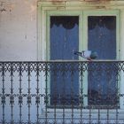 Trio squatteur de balcon