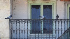 Trio squatteur de balcon