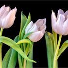 Trio Tulipa