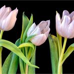 Trio Tulipa