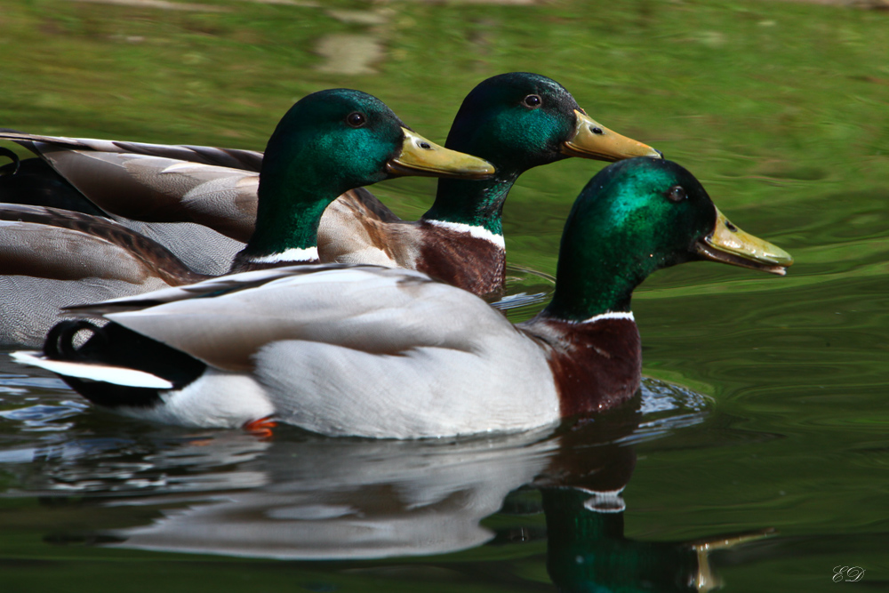 Trio unterwegs