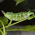 Trioceros jacksonii merumontanus - female