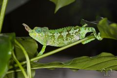 Trioceros jacksonii merumontanus - female