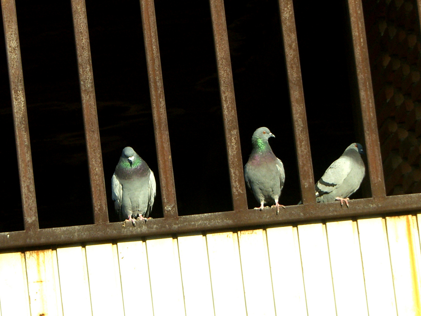 Trio...........de tres