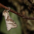 Triodia sylvina