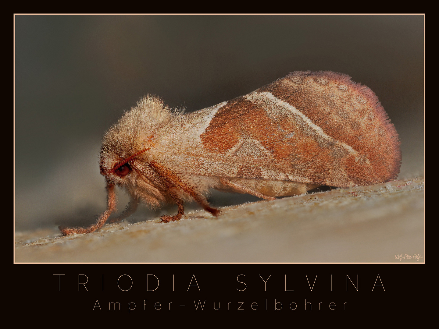 Triodia sylvina - Ampfer-Wurzelbohrer (4275-4294)