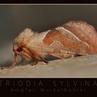 Triodia sylvina - Ampfer-Wurzelbohrer (4275-4294)