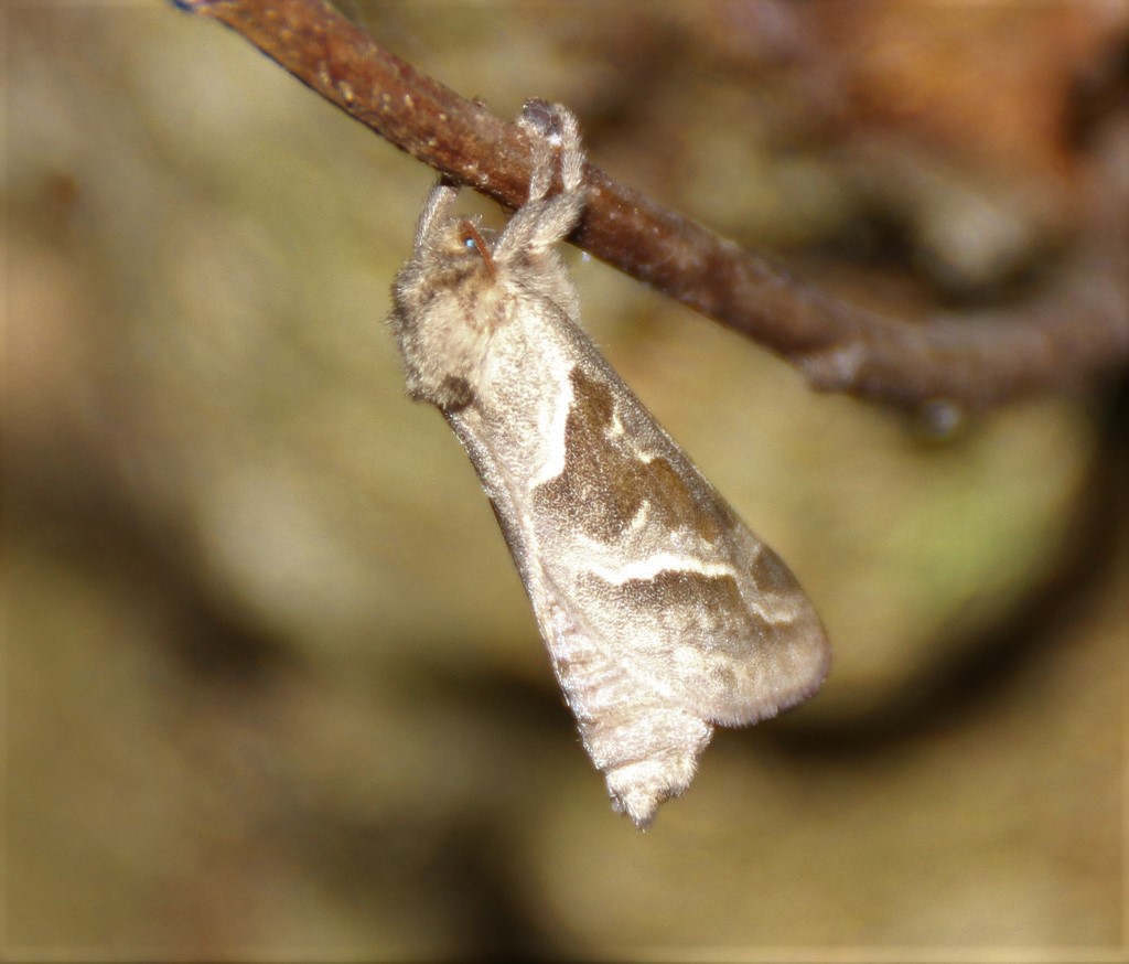 Triodia sylvina- Ampfer Wurzelbohrer 