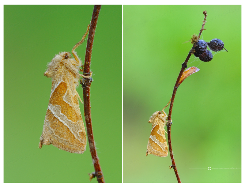 Triodia sylvina (Linnaeus, 1761) - Hepialidae