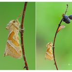 Triodia sylvina (Linnaeus, 1761) - Hepialidae