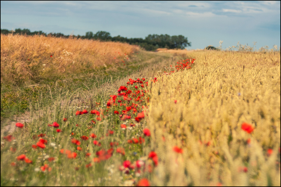 Trioplans Mohn II