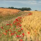 Trioplans Mohn II