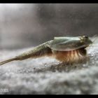 * * * TRIOPS * * *