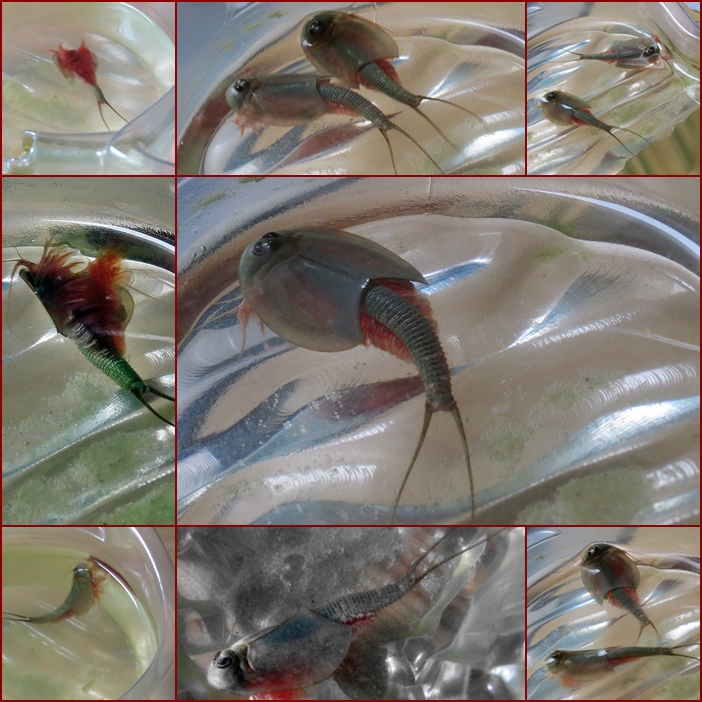 Triops Foto & Bild | tiere, wildlife, krebse Bilder auf fotocommunity