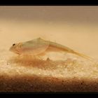 Triops