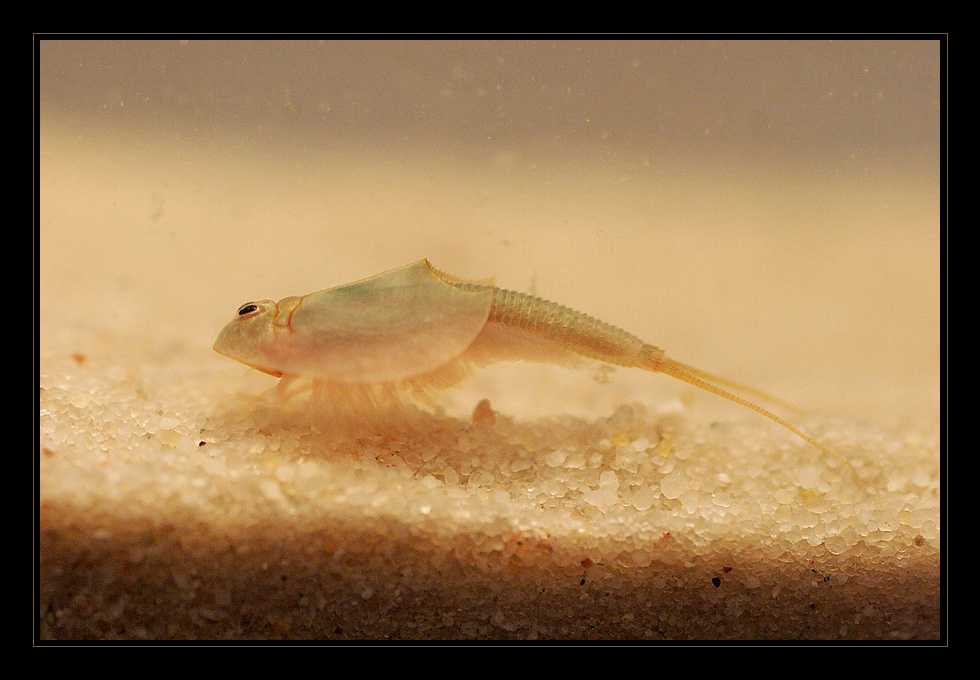 Triops