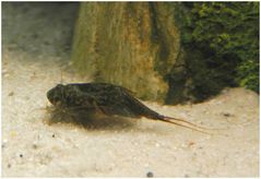 Triops Cancriformis