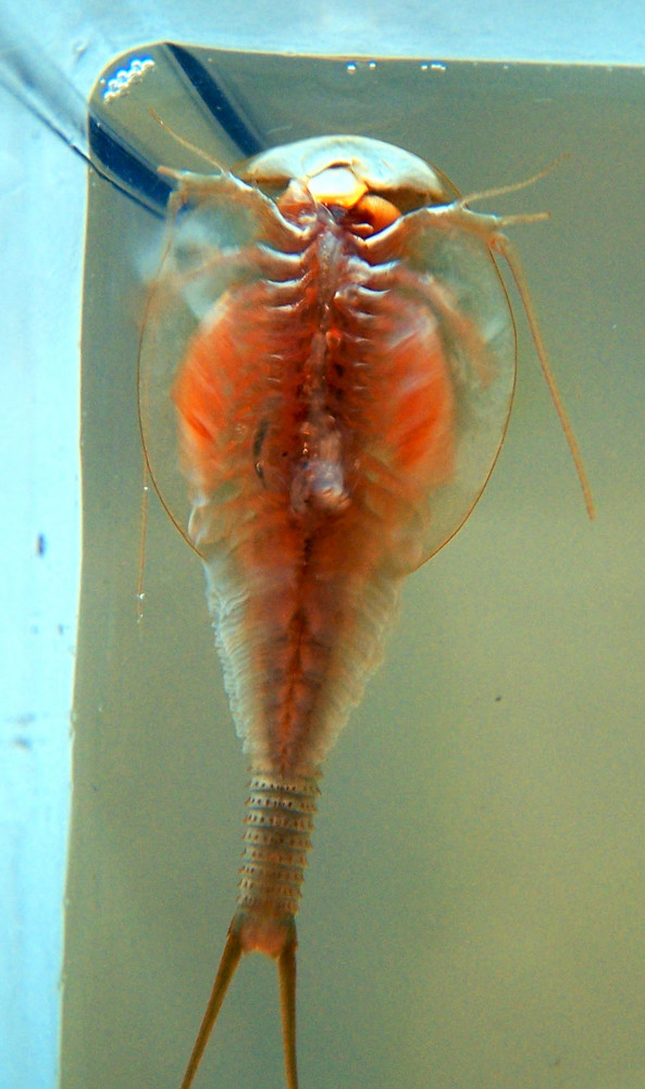 Triops