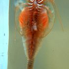 Triops