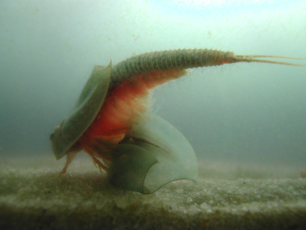 Triops frisst Triops