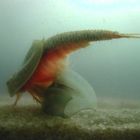 Triops frisst Triops