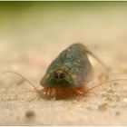 +++ Triops longicaudatus +++