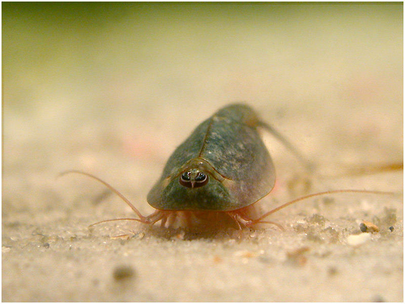 Triops longicaudatus     Foto & Bild | tiere, wildlife, wildlife ...