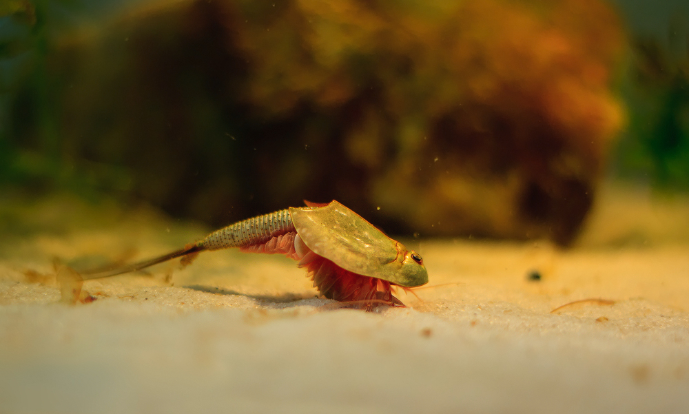 Triops Longicaudatus