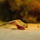 Triops Longicaudatus