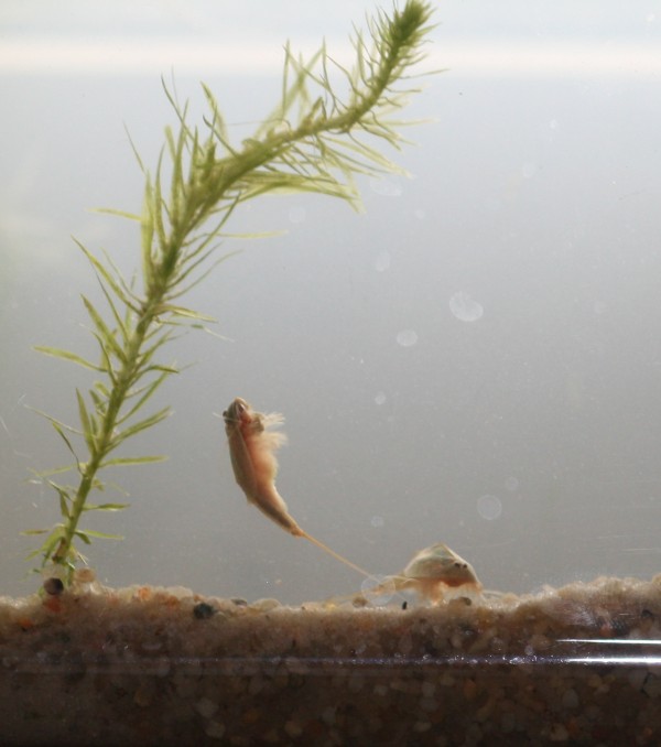 triops2