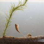 triops2